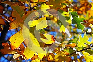 Yellow leaf of Black Oak tree in autumn
