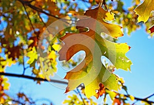 Yellow leaf of Black Oak tree in autumn