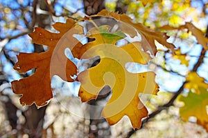 Yellow leaf of Black Oak tree in autumn