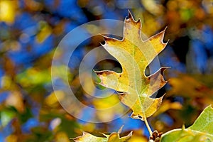 Yellow leaf of Black Oak tree in autumn