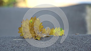 A yellow leaf blown by a bicycle