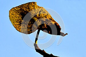 Yellow leaf with blue sky background