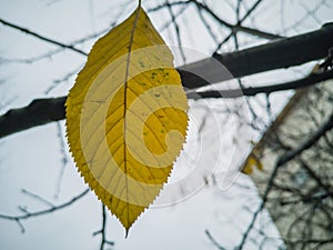 Yellow leaf on blurry grass background, close up detail