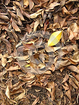 Yellow leaf among brown leaves.