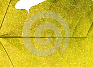 Yellow leaf cell structure