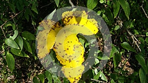 Yellow leaf changing colors colors of the Autumm