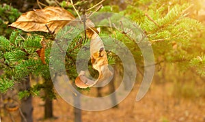 Yellow leaf on christmas tree branch background. Seasonally Christmass concept. Close-up photo.