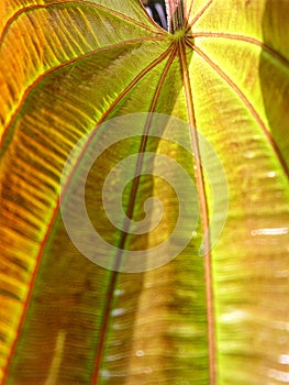 Yellow leaf close up