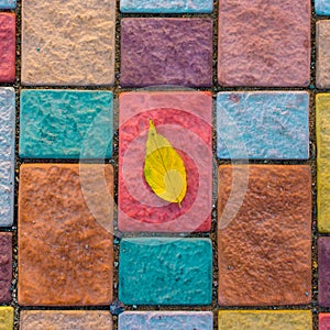 Yellow leaf close-up, on colorful paving stone bricks. Autumn composition concept. Square aspect ratio.