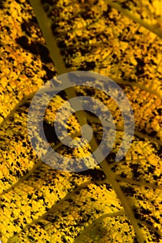 Yellow leaf close up showing texture