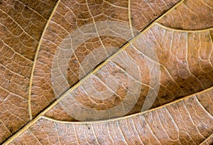 Yellow leaf closeup. Autumn leaf texture macro photo. Dry yellow leaf vein pattern.