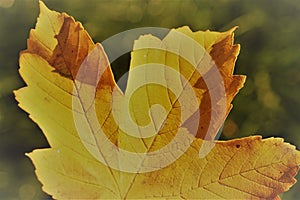 Yellow leaf create an autumn holiday