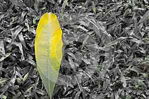 yellow leaf on dark plant