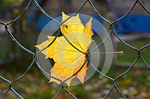 Leaf stuck on a fence