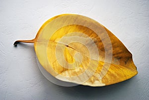 Yellow leaf of ficus plant at whtie grunde surface photo