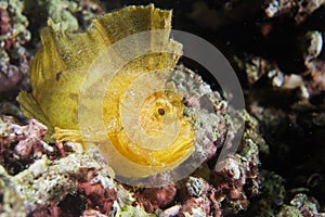 Yellow Leaf fish in Cebu