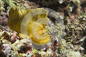 Yellow Leaf fish in Cebu