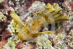 Yellow Leaf fish in Cebu