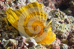 Yellow Leaf fish in Cebu