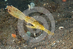 Yellow leaf fish underwater close up macro