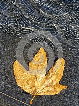 Yellow leaf floating on water