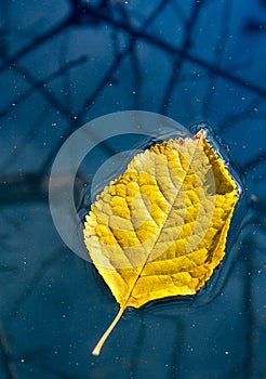 Yellow leaf floating in water