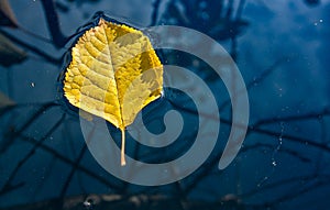 Yellow leaf floating in water