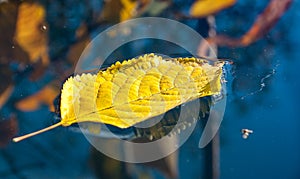 Yellow leaf floating in water