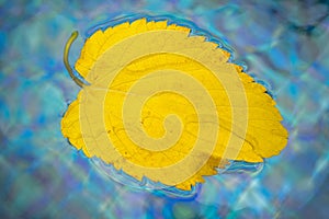 Yellow leaf floats in the swimming pool water. Dry leaf fallen from a tree floating in a water