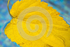 Yellow leaf floats in the swimming pool water. Dry leaf fallen from a tree floating in a water