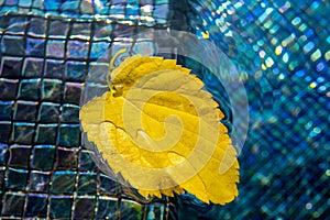 Yellow leaf floats in the swimming pool water. Dry leaf fallen from a tree floating in a water