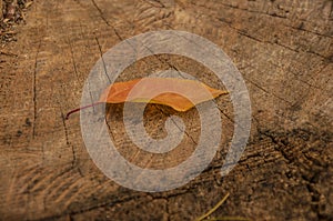 Yellow leaf in the forest on a dark stump. symbol of autumn season. Fall time concept. flat lay. copy space