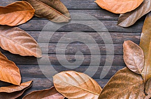 Yellow leaf frame on wooden background. Autumn seasonal banner template backdrop.