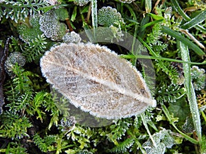 Yellow leaf in frost