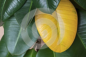 Yellow leaf on green Ficus elastica plant