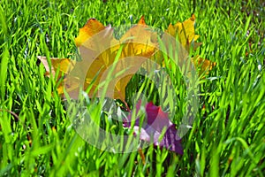 yellow leaf on green grass