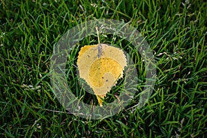 yellow leaf on grass - symbol of beginning of autumn