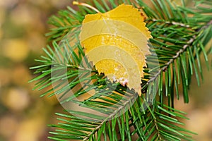 Yellow leaf on a green pine branch. Picture of autumn.