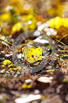 A yellow leaf is on the ground