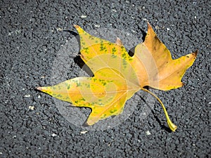Yellow leaf on the ground. Platanus or plane tree leaf