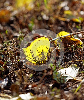 A yellow leaf is on the ground
