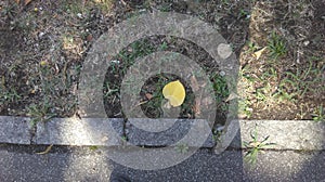 a yellow leaf on the ground