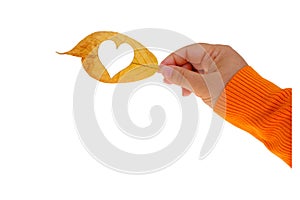 Yellow leaf with heart in female hand, foliage texture, white isolated background of leaves, autumn mood, seasonal concept, banner