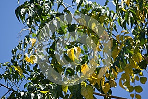 Yellow leaf of Indian cork tree