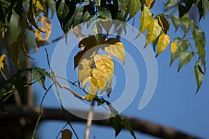 Yellow leaf of Indian cork tree