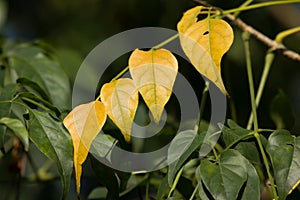 Yellow leaf of Indian cork tree