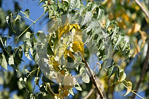 Yellow leaf of Indian cork tree
