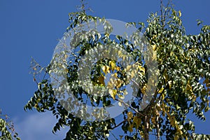 Yellow leaf of Indian cork tree