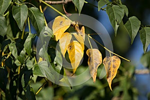 Yellow leaf of Indian cork tree