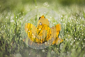 Yellow leaf laying down in wet green grass with nicely blurred background